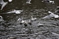 Flock of gulls starting to fly from a calm lake water surface