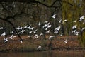 Flock of gulls starting to fly from a calm lake water surface in an autumn forest