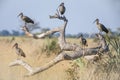 Flock of Hadada Ibis Roosting on Dead Tree Royalty Free Stock Photo