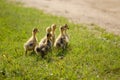 A bunch of fluffy little ducks