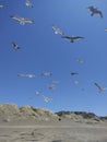 Flock, Hang time, Bird in sky, Beach, Seagull Royalty Free Stock Photo