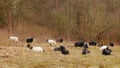 Hebridean Sheep Royalty Free Stock Photo