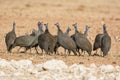 Helmeted Guineafowl Royalty Free Stock Photo