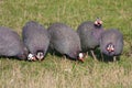 Flock of Helmeted Guineafowl, Numida meleagris