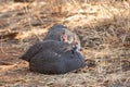 A flock of helmeted guineafowl resting during the day.