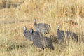 Flock of Helmeted guineafowl at the savannah in Africa