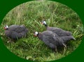 Flock of Helmeted Guineafowl walking on green grass looking for food.. Royalty Free Stock Photo