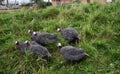 Flock of Helmeted Guineafowl walking on green grass looking for food.. Royalty Free Stock Photo