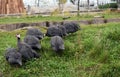 Flock of Helmeted Guineafowl walking on green grass looking for food.. Royalty Free Stock Photo