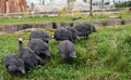 Flock of Helmeted Guineafowl walking on green grass looking for food.. Royalty Free Stock Photo