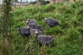 Flock of Helmeted Guineafowl walking on green grass looking for food.. Royalty Free Stock Photo