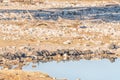 Flock of helmeted guineafowl at a waterhole