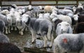 Flock or herd of herdwick sheep in sheep pen