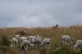 A flock or herd with lambs and sheep grazing in a grass field or meadow Royalty Free Stock Photo