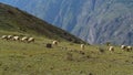 A flock herd of multicolored sheep in the mountains Altai