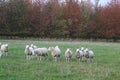 A flock/ herd of sheep grazing in a field in Yorkshire, Britain in the UK