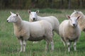 A flock/ herd of sheep grazing in a field in Yorkshire, Britain in the UK