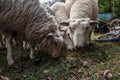 Flock herd of white sheeps some with a movement blur, with short wool, standing and eating, graxing in the grass land of a pasture