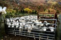 Flock of Herdwick Sheep Royalty Free Stock Photo