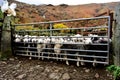 Flock of Herdwick Sheep