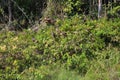 A flock of Hoatzin birds sitting camoflauged in the leaves of shrubs, in the Amazon rainforest, in Peru Royalty Free Stock Photo