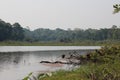 A flock of Hoatzins gathered on a fallen tree next to a river in the Amazon Rainforest in Peru