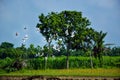 A flock of home pigeons flying on the sky against green tree. Free birds, doves or domestic pigeons flying in the sky