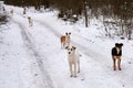 A flock of homeless dogs on the road in the forest in winter