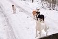 A flock of homeless dogs on the road in the forest in winter