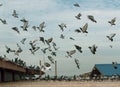 Flock homing pigeo flying over home loft roof