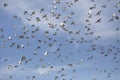Flock of homing pigeon flying against clear blue sky Royalty Free Stock Photo