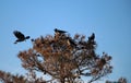 A flock of hooded crows on the top of a pine tree in spring Royalty Free Stock Photo