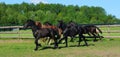 Flock horse