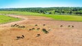 Flock of horses in a corral. Aerial.