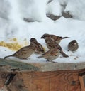 Flock of house sparrows Passer domesticus eating grains