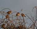 Flock of House Sparrows, Passer domesticus, perched on Goji vines in early morning sunshine