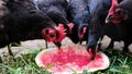 Flock of chickens pecks watermelon on the farm, birds eat berries close-up Royalty Free Stock Photo