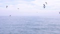 A flock of hungry gulls flying over the water and eating food over the sea. seascape. Royalty Free Stock Photo