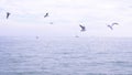 A flock of hungry gulls flying over the water and eating food over the sea. seascape. Royalty Free Stock Photo