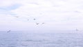 A flock of hungry gulls flying over the water and eating food over the sea. seascape. Royalty Free Stock Photo