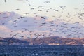 Flock of hungry seagulls hunting fish in the bosphorus during sunset in Istanbul