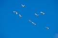 Flock of Ibis, Australia Royalty Free Stock Photo