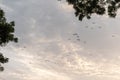 A flock of ibis birds flying Royalty Free Stock Photo