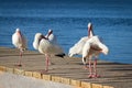 Flock of Ibis birds on a dock in Key Largo, Florida