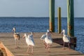 Flock of Ibis birds taking a walk on a dock