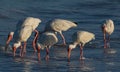 Flock of Ibis in Gulf of Mexico, Indian Rocks Beach, Florida Royalty Free Stock Photo