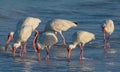 Flock of Ibis in Gulf of Mexico, Indian Rocks Beach, Florida Royalty Free Stock Photo