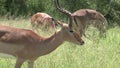 Flock of impala antelope