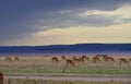 Flock of impala antelopes grazing Royalty Free Stock Photo