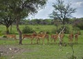 Flock of impala antilopes in the shade of a tree